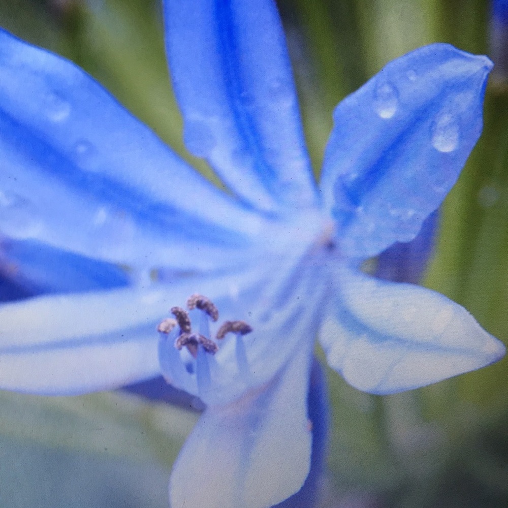 Meet your Posher, Lanlana